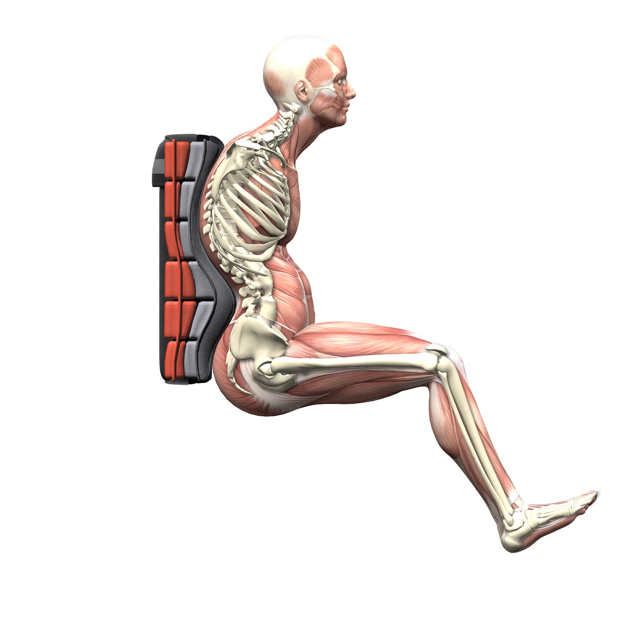 Spex Supershape Back Support