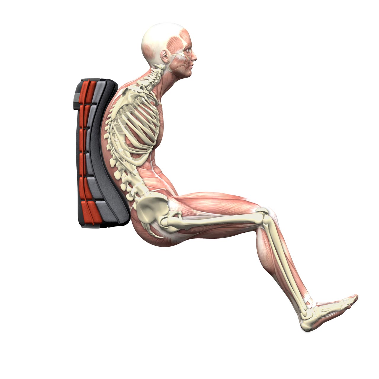 Spex Supershape Back Support