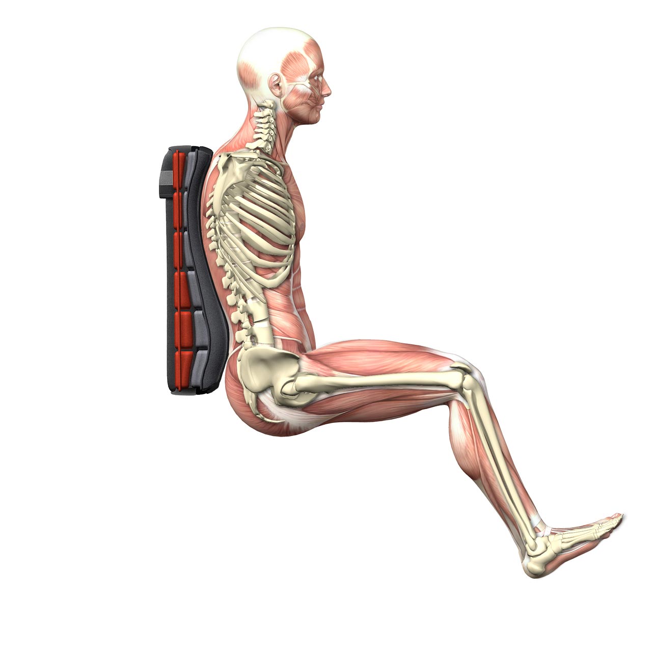 Spex Supershape Back Support